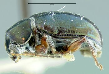 Media type: image;   Entomology 27825 Aspect: habitus lateral view